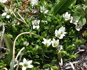 Description de l'image Creeping Sandwort iNaturalist.jpg.