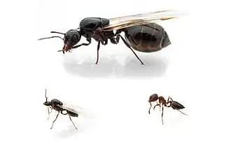 Description de l'image Crematogaster auberti 332075595.jpg.