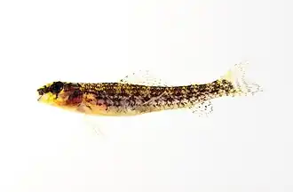 Melanocharacidium sp