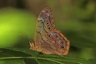Description de l'image Creole Pearly-eye - Lethe creola, Natchez Trace, near Natchez, Mississippi - 24791153950.jpg.
