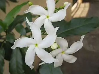 Description de l'image Crepe jasmine, Tabernaemontana divaricata 1.jpg.