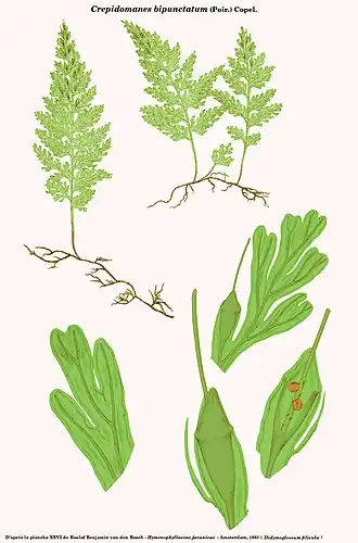 Description de l'image Crepidomanes bipunctatum (Didymoglossum filicula Bosch).jpg.