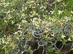 Crepinella chimantensis subsp. rugosifolia.