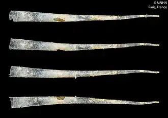 Coquilles de Creseis clava