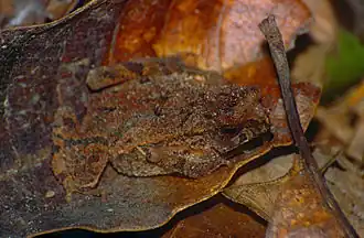 Description de l'image Crested Toad (Ingerophrynus divergens) (14013094667).jpg.