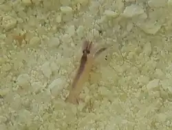 Une crevette non identifiée