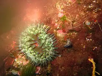 Janolus cristatus près d'une anémone Cribrinopsis crassa dans les environs de Marseille.