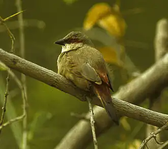 Description de l'image Crimson-rumped Waxbill - Kenya 0334 (22987577385).jpg.