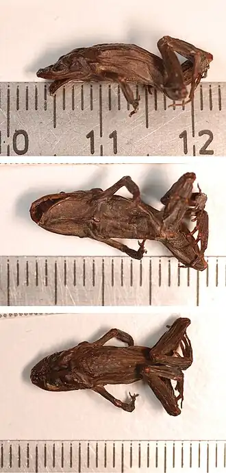 Description de l'image Crinia michaelseni (10.3897-evolsyst.4.52270) Figure 1.jpg.