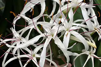 Description de l'image Crinum mauritianum flower.jpg.