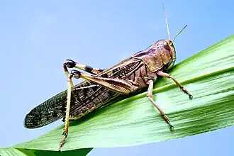 Adulte en phase grégaire du criquet migrateur (Chine) (photo Z. Long).