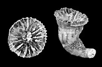 Description de l'image Crispatotrochus cornu (10.3989-scimar.04863.10A) Figure 3 (cropped).jpg.