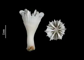 Description de l'image Crispatotrochus septumdentatus (MNHN-IK-2009-1647).jpeg.