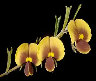 Description de l'image Cristonia biloba - Flickr - Kevin Thiele.jpg.