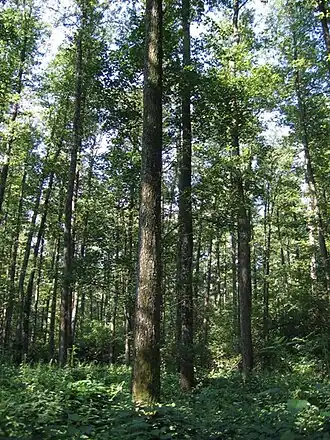 Kalinovac (Koprivnica-Križevci)