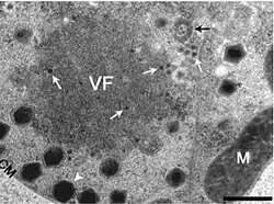 Image montrant des CroV infectés par des mavirus.