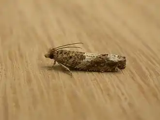 Description de l'image Crocidosema plebejana.jpg.