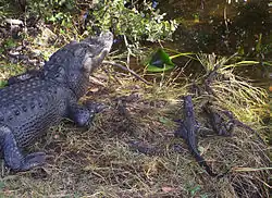 Un alligator adulte vu de dos sur la rive et faisant face à l'eau, avec à ses côtés des jeunes de différentes tailles.