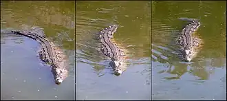 Trois images d'un crocodile dans l'eau à différents stades de la séquence de nage alors qu'il se propulse avec sa queue.