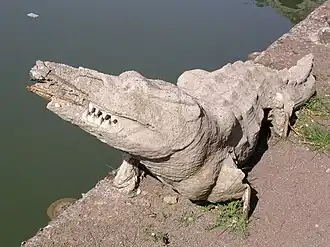 Crocodile du Canope.