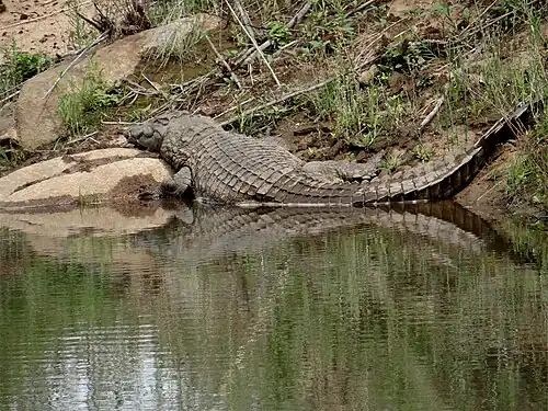 Crocodile du Nil sur le bord de la rivière Sabie.
