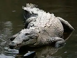 Le crocodile américain est présent sur la côte du Pacifique.