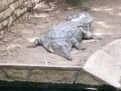 Crocodile de l'Orénoque.