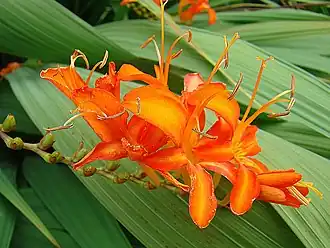 Description de l'image Crocosmia masoniorum (25896666396).jpg.