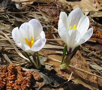 Description de cette image, également commentée ci-après