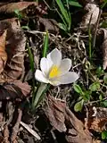 Fleur de Crocus vernus subsp. albiflorus