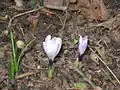 Crocus vernus subsp. albiflorus dans un jardin de collection