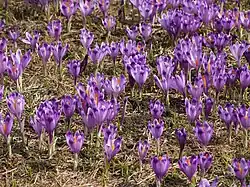 Crocus vernus