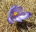 Fleur de Crocus vernus subsp. vernus