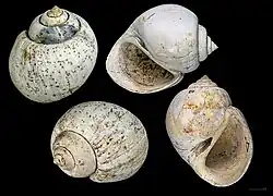 Crommium ponderosum.