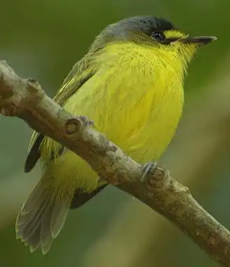 Todirostre à tête grise (Todirostrum poliocephalum)