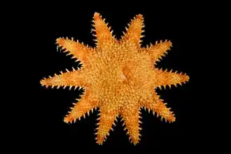 Crossaster squamatus