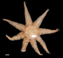 Crossaster borealis
