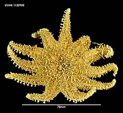 Crossaster campbellicus