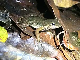 Description de l'image Crossodactylus dantei imported from iNaturalist photo 56345826 on 20 June 2020.jpg.