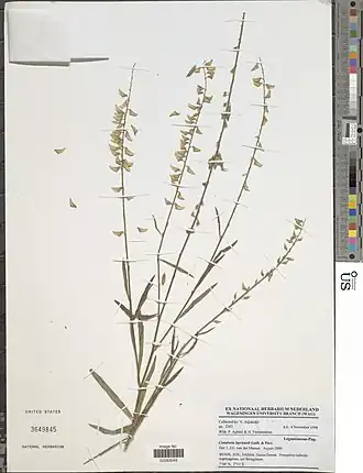 Crotalaria leprieurii.