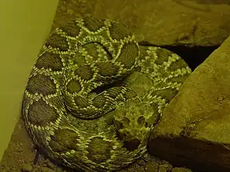 Description de l'image Crotalus_scutulatus.JPG.