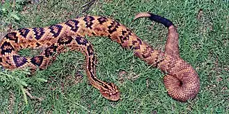 Description de l'image Crotalus totonacus, Totonacan Rattlesnake, Tamaulipas.jpg.