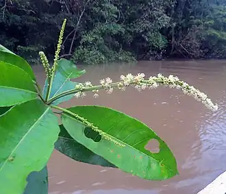 Description de l'image Croton cuneatus (17689169098).jpg.