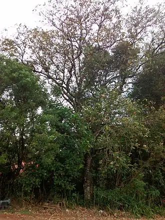 Description de l'image Croton floribundus 01.jpg.