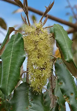 Description de l'image Croton megalocarpus3.jpg.