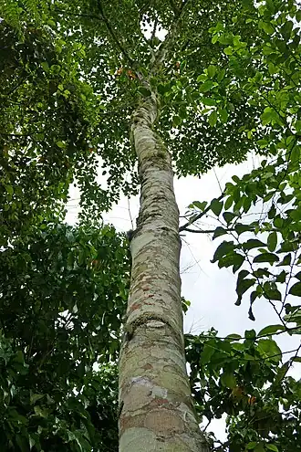 Croton stelluliferus