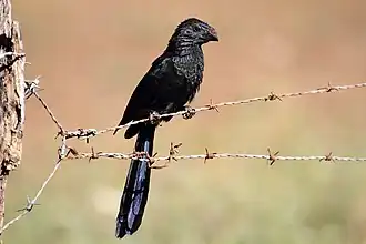 Crotophaga sulcirostris