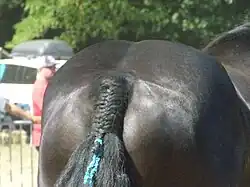 Croupe avec tresse de queue d'un adulte, vu de dos