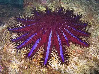 Acanthaster planci (Asteroidea)