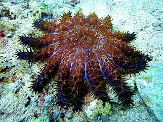 Acanthaster brevispinus aux Philippines.